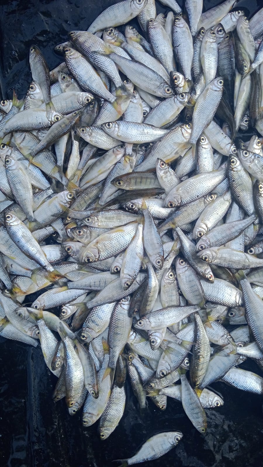 Fresh River Harvest